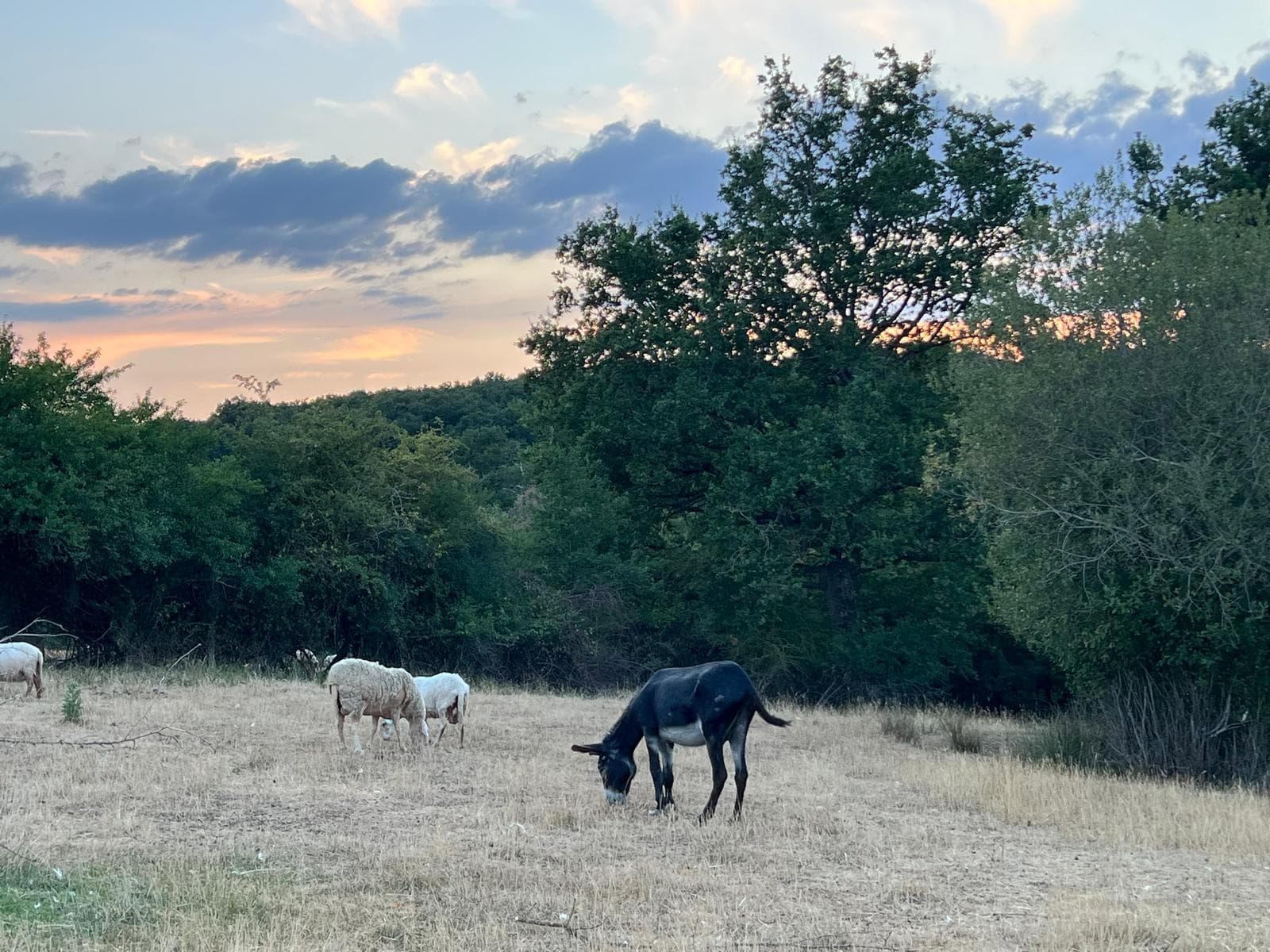 Notre âne et nos moutons au pâturage à la tombée du jour