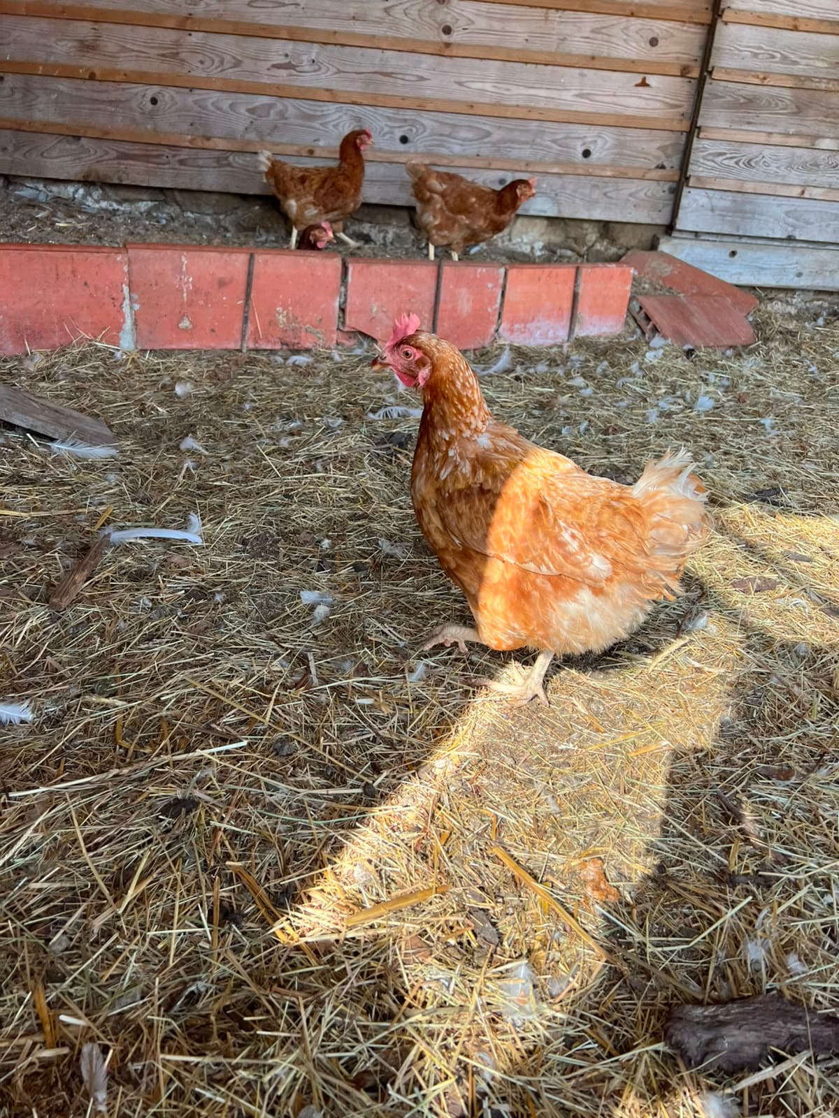 Nos poules qui grattent la litière de paille du poulailler
