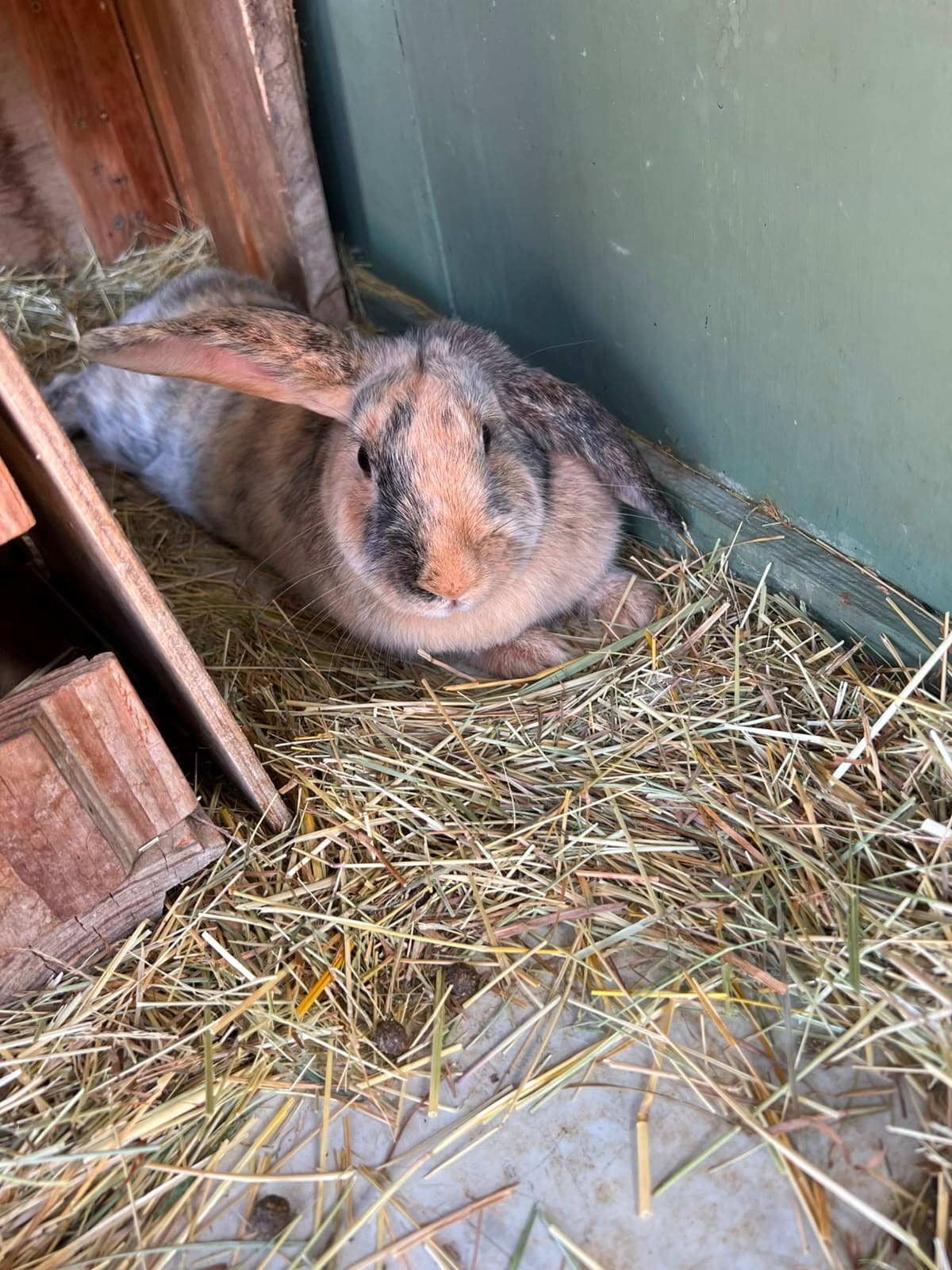 Les lapins
