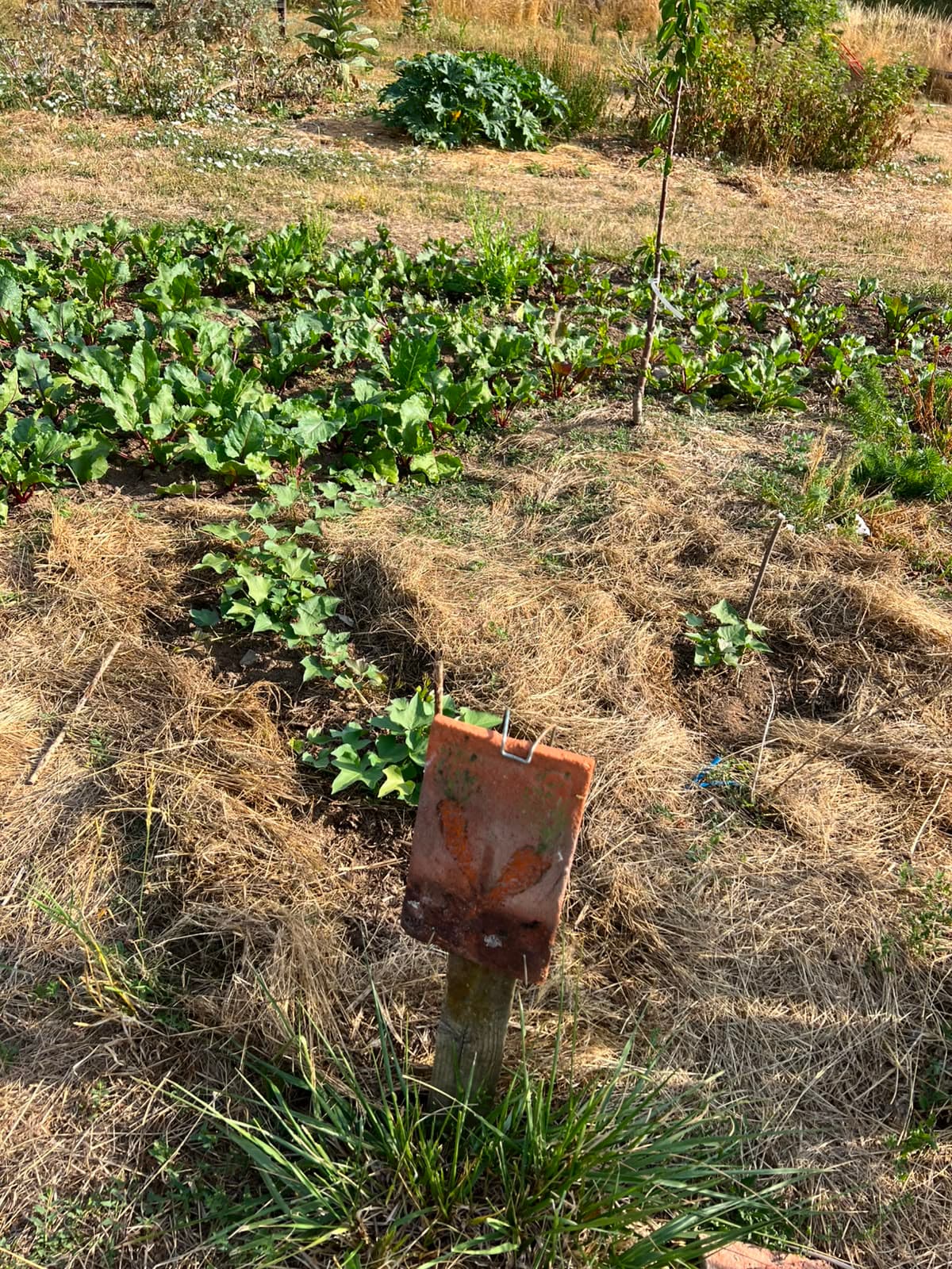 Planches de betteraves paillées dans le jardin potager