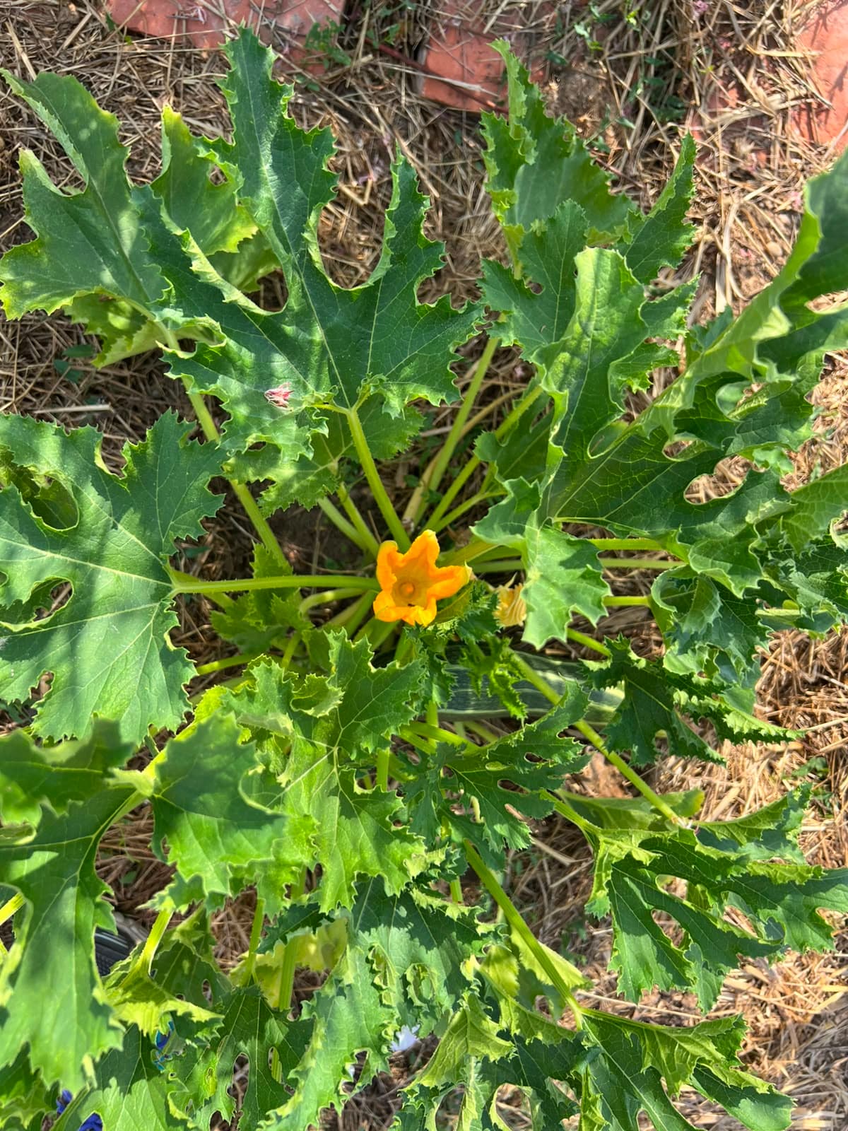 Fleur de courgette épanouie au milieu du feuillage