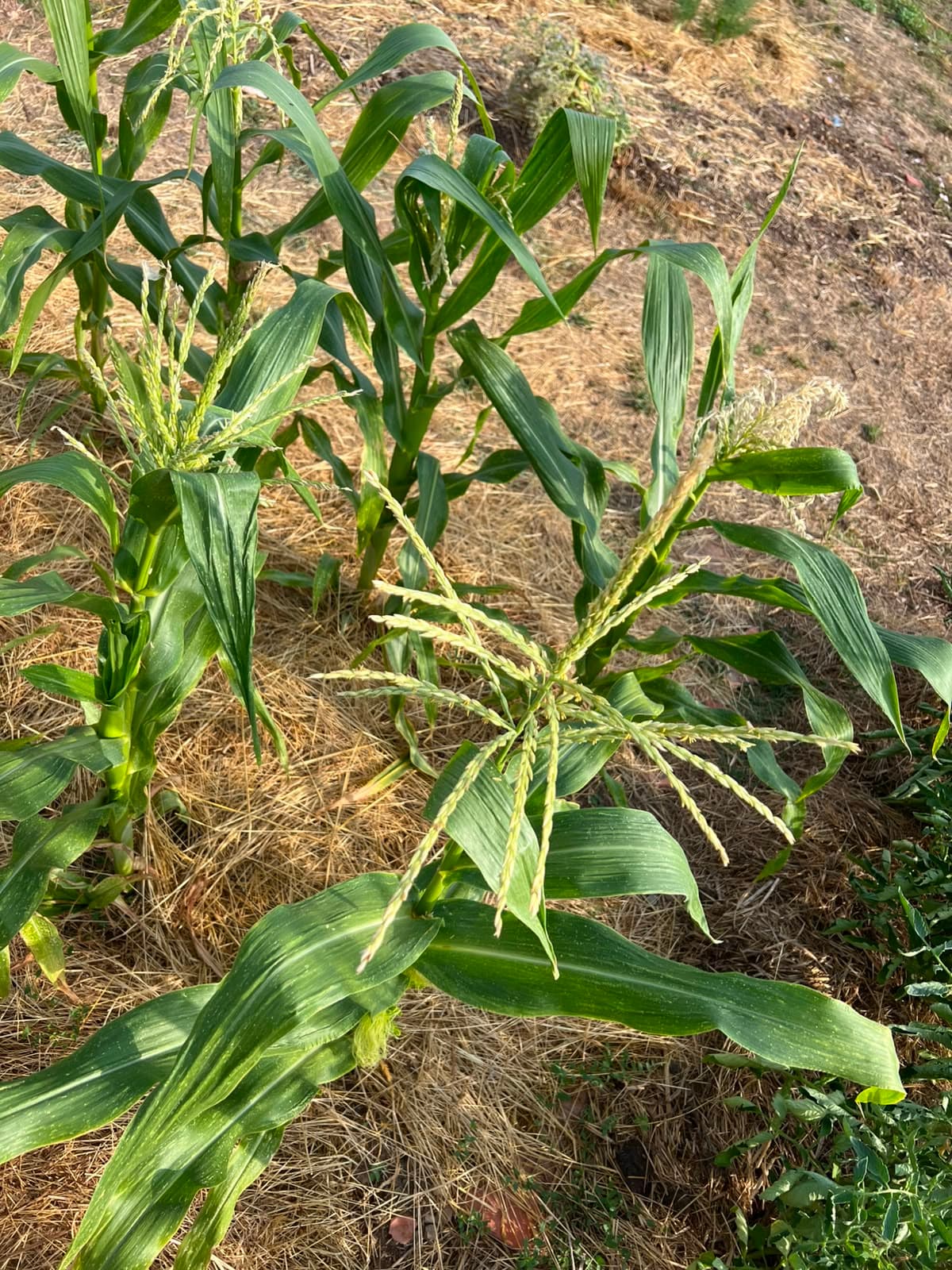 Détail du jardin 5