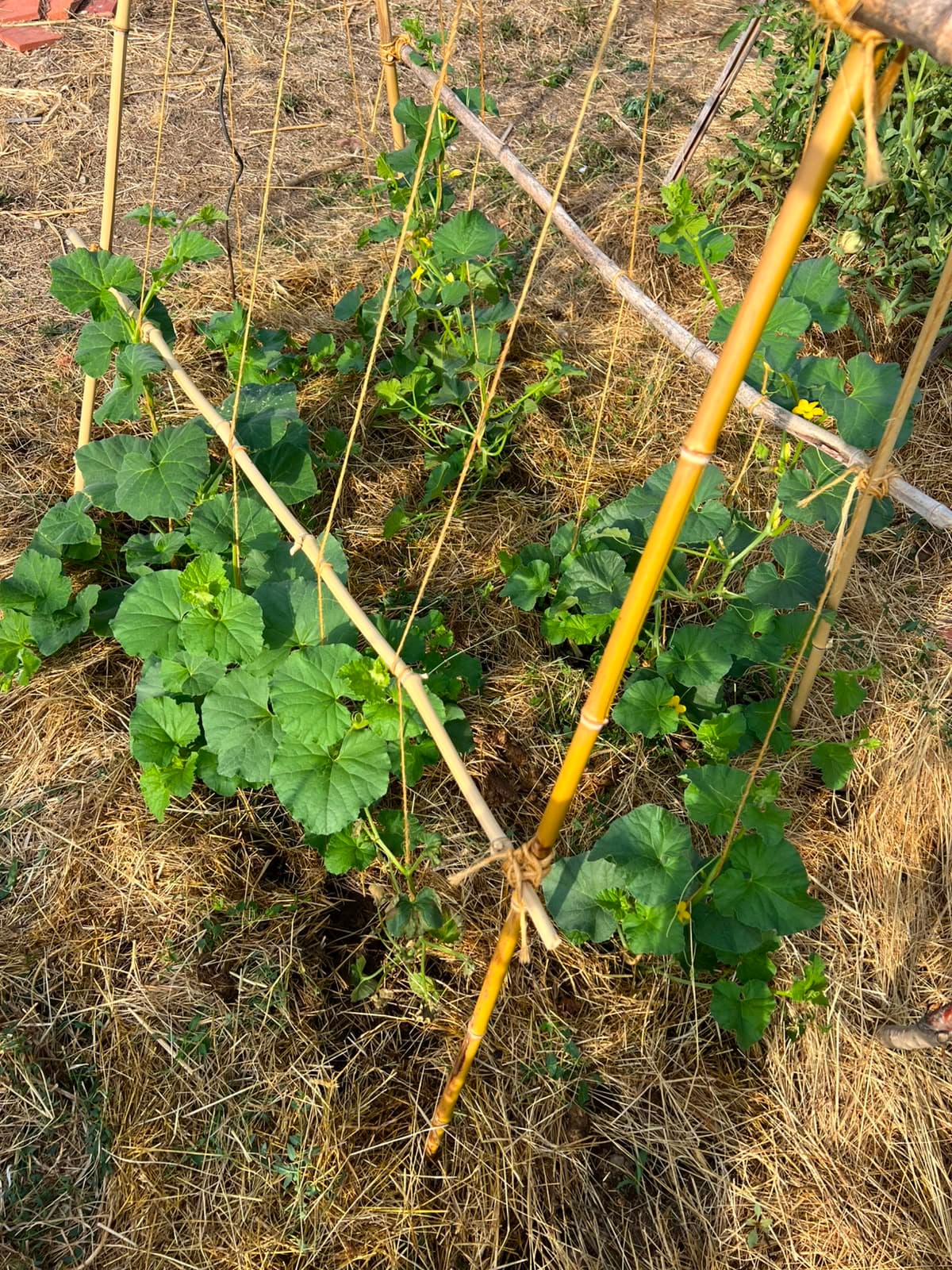 Détail du jardin 4