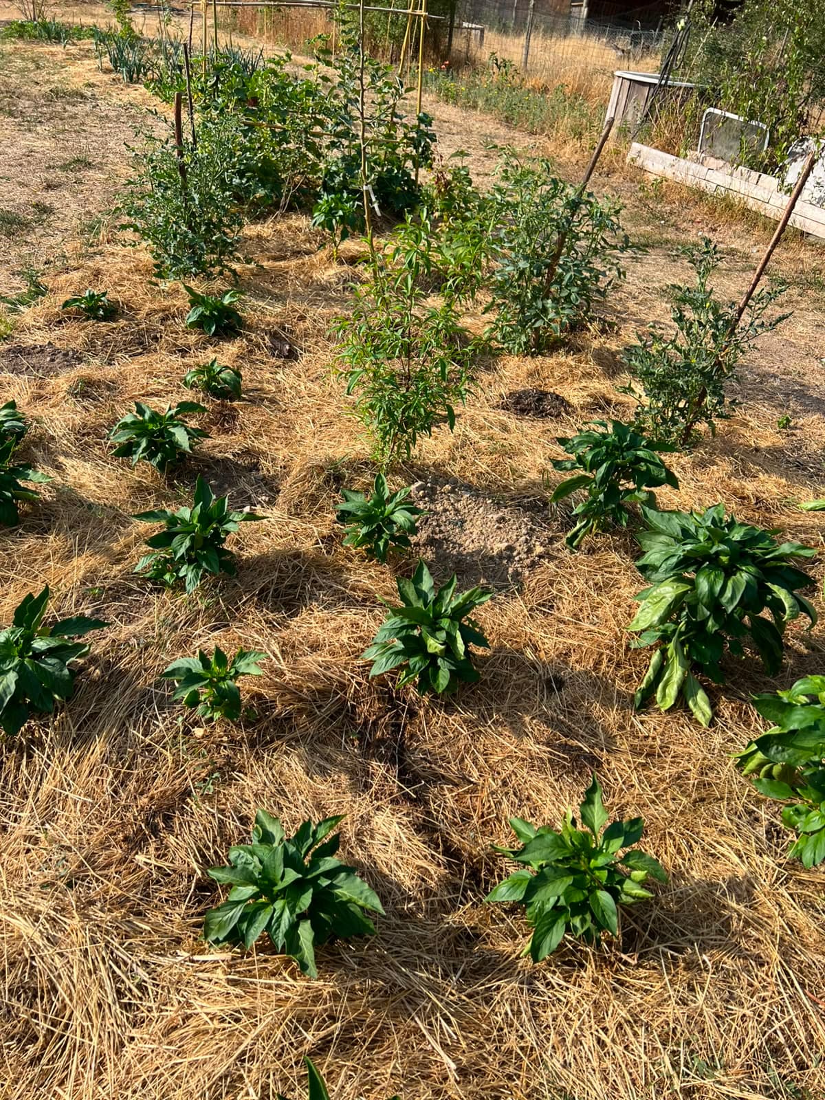 Détail du jardin 2