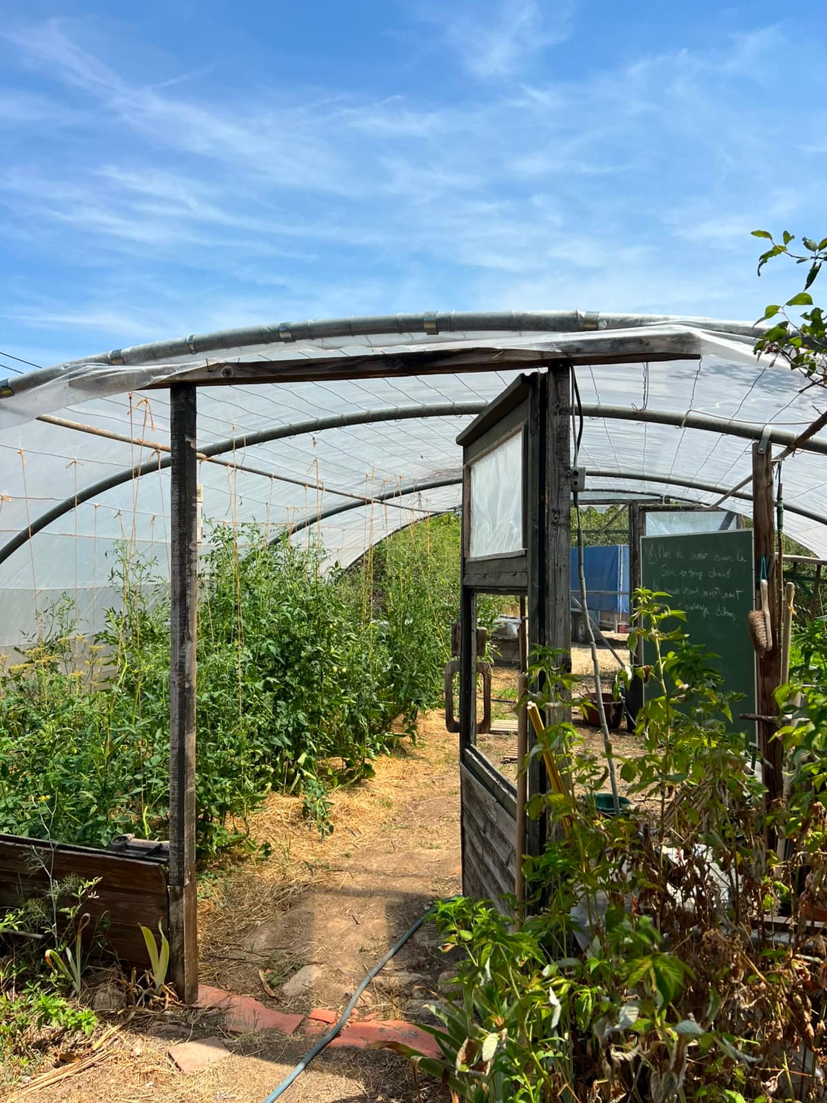 La serre du potager de La Caille, entre légumes et fleurs