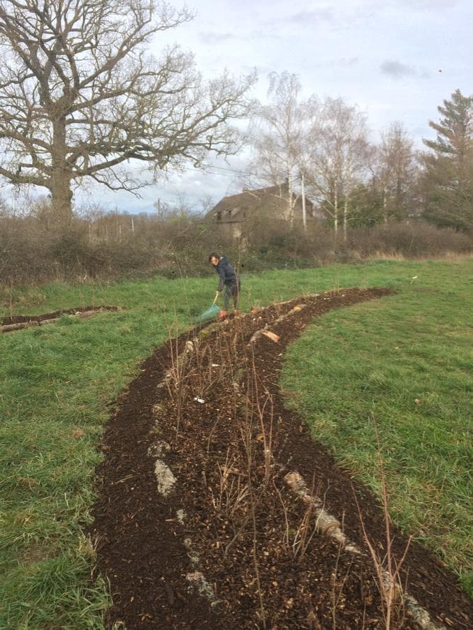 Une jeune forêt nourricière