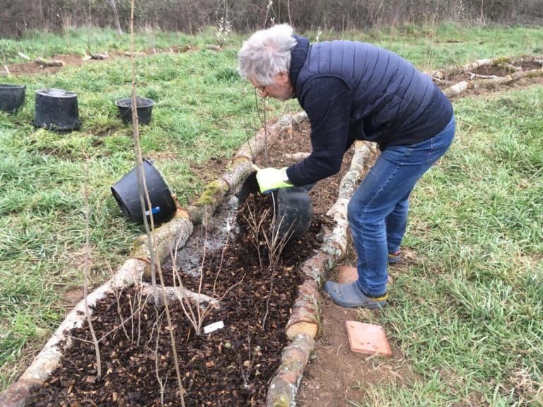 Travail en forêt nourricière